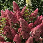 Hortenzia metlinatá (Hydrangea paniculata)  ´LIVING PINKY PROMISE´® by LIVING CREATIONS´® - výška 40-60 cm, kont. C2L